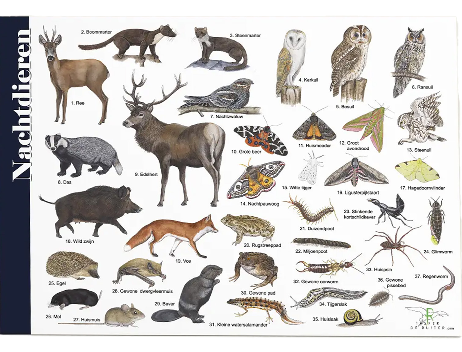 hk nachtdieren
